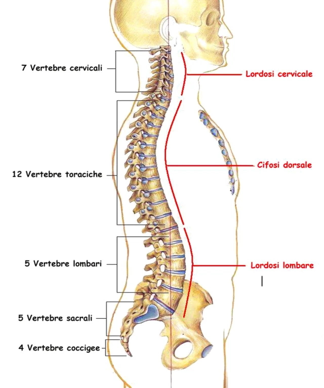 Differenza tra colonna vertebrale e spina dorsale