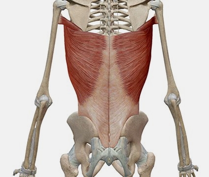 Cuffia dei Rotatori Anatomia