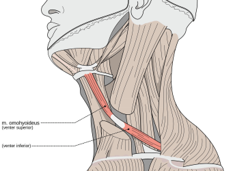 Pubalgia