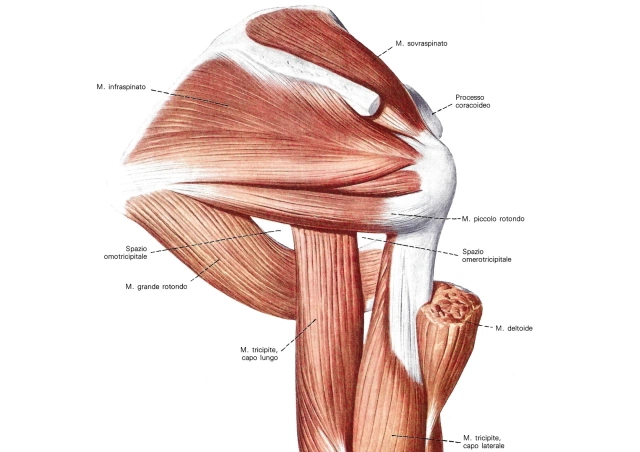 Muscolo Coracobrachiale