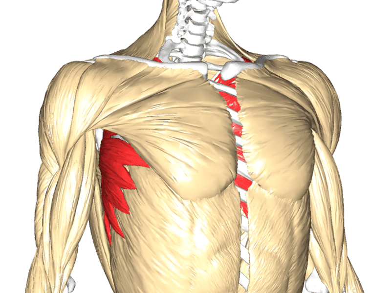 Muscolo Bicipite Brachiale: