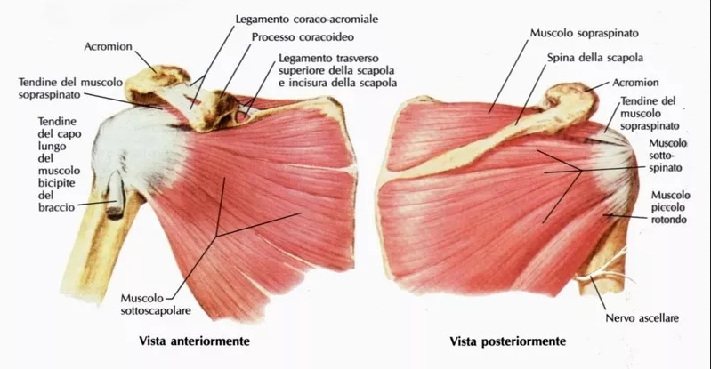 Muscolo Coracobrachiale