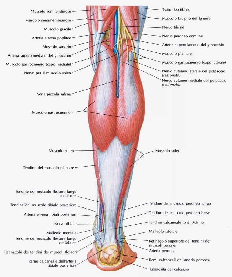 Tendinite del Popliteo