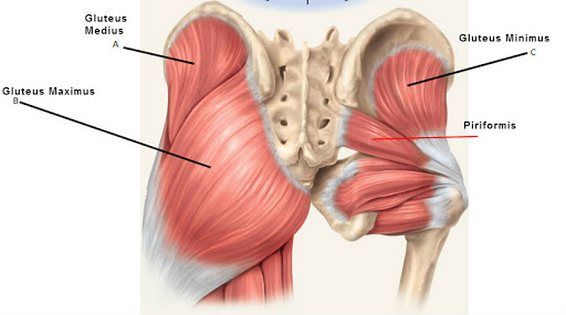 Muscolo ileopsoas