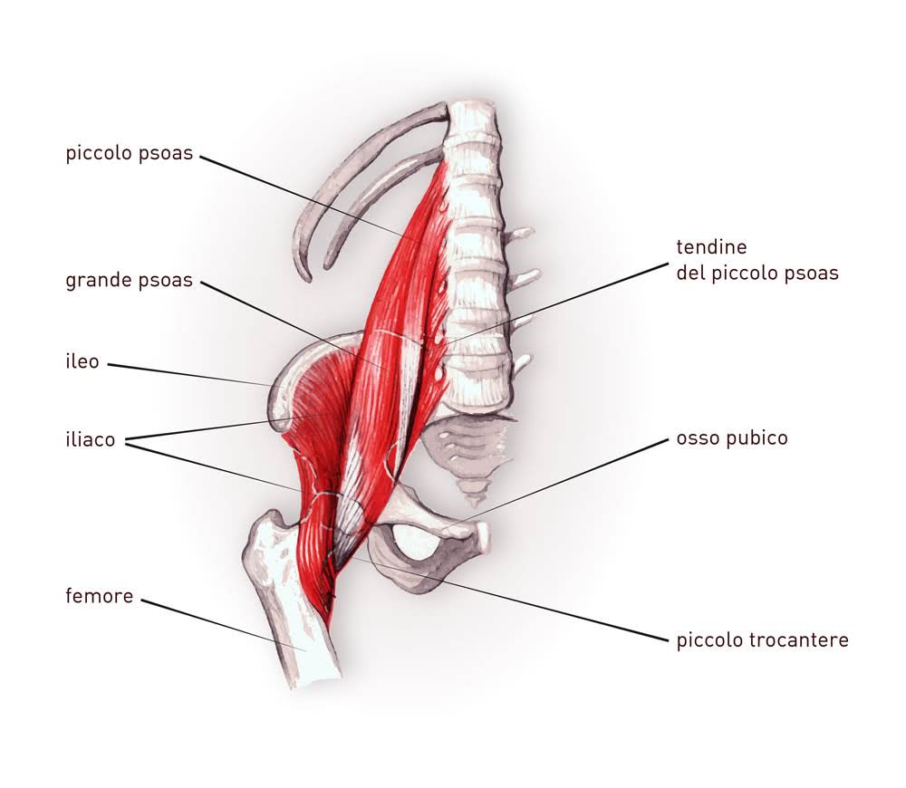 Muscolo Medio Gluteo